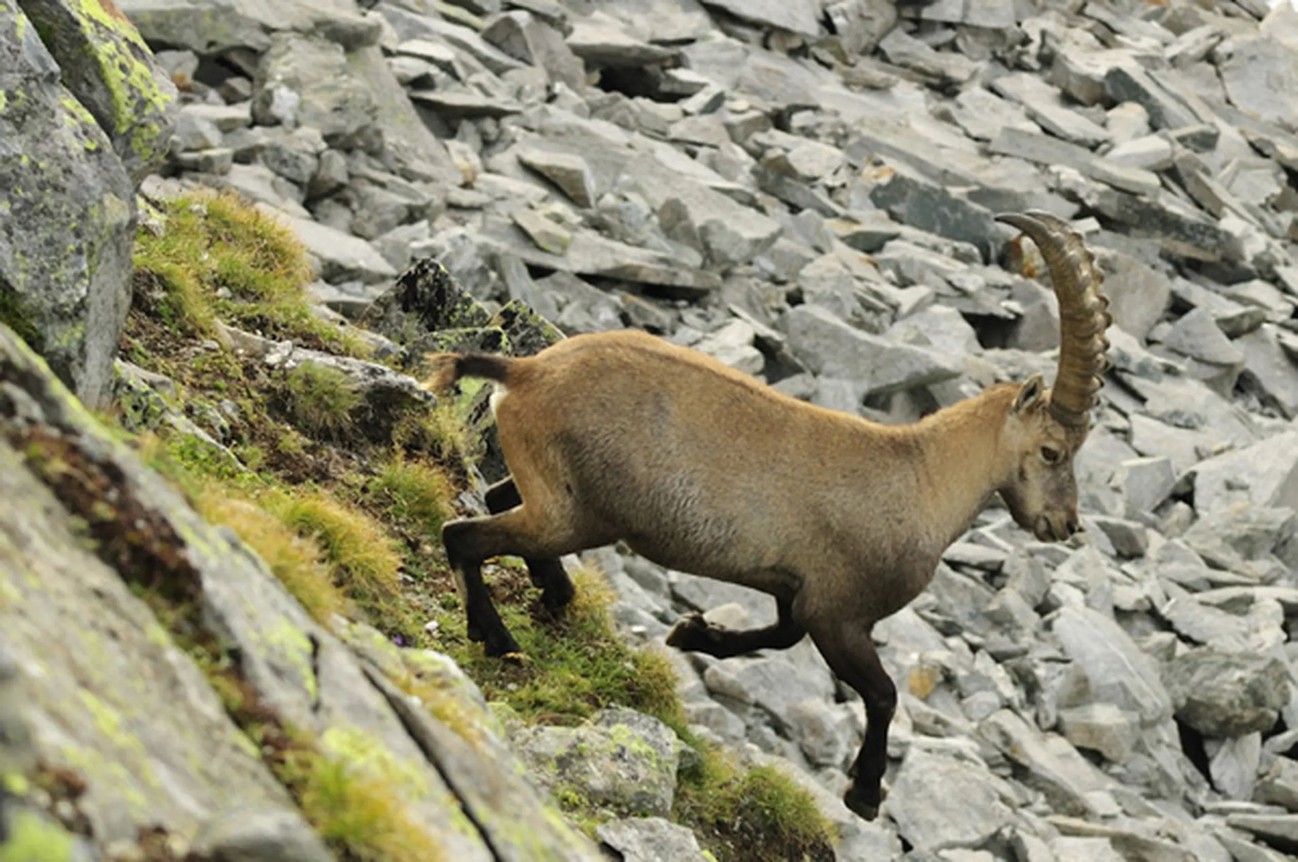 /service/gallery/Seinbock 2. tag_015.jpg